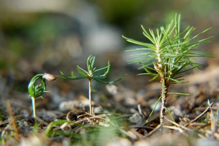 Baum des Jahres 2017