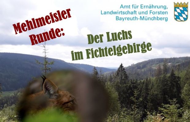 Mehlmeisler Runde: Der Luchs im Fichtelgebirge