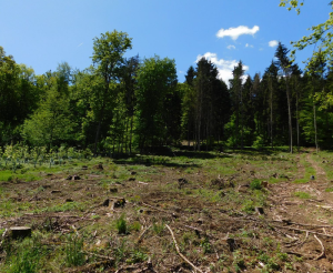 Online-Kurs "Wiederbewaldung von Schadflächen"